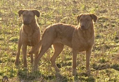 Amon und Fritz am 19. Dezember/ Foto Josch