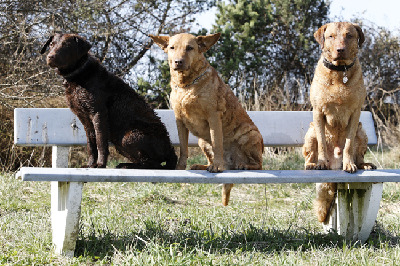 Bente, Tessa, Fritz, Foto Poduschnick